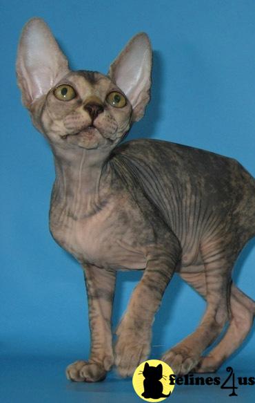Hypoallergenic Cats