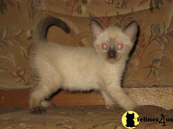 Siamese Kittens
