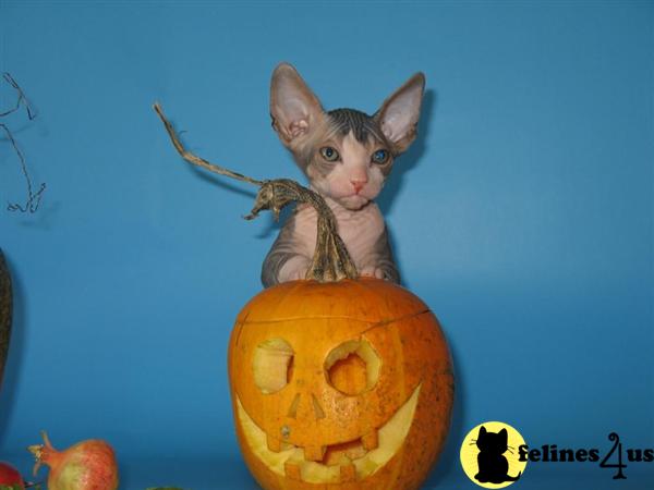 Kittens for Sale