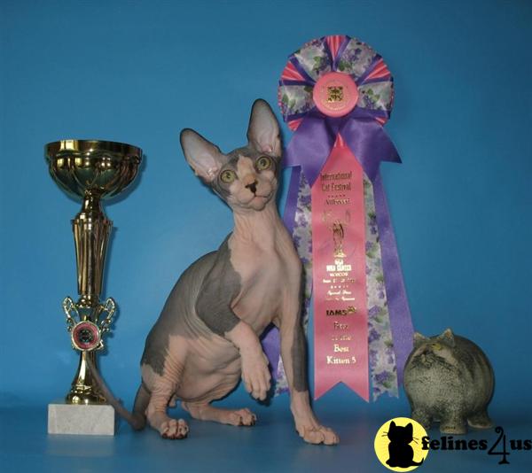 Sphynx Kittens for Sale