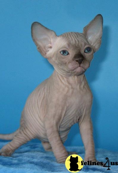 Hypoallergenic Cats