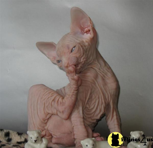 Kittens for Sale
