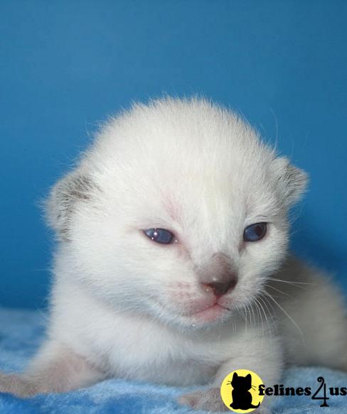 Siamese Kittens