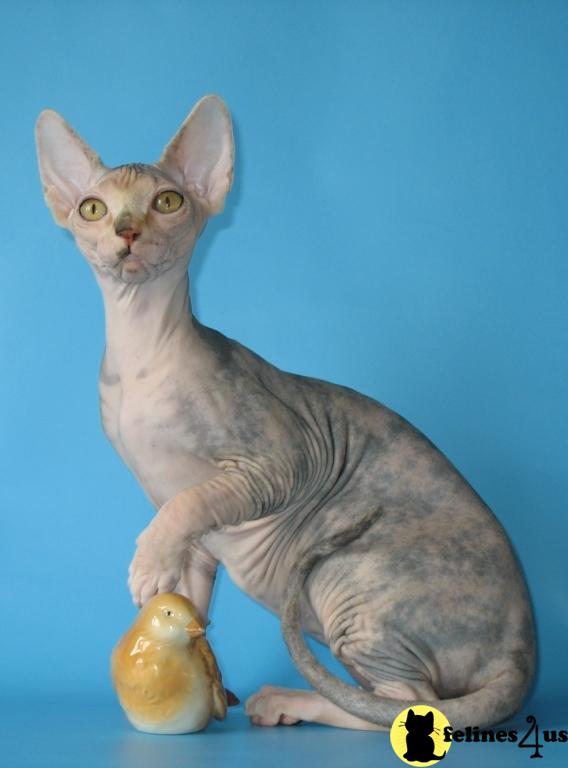 Cats for Sale