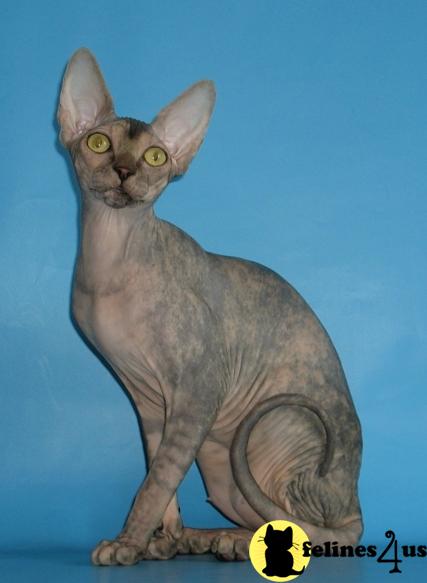 Cats for Sale
