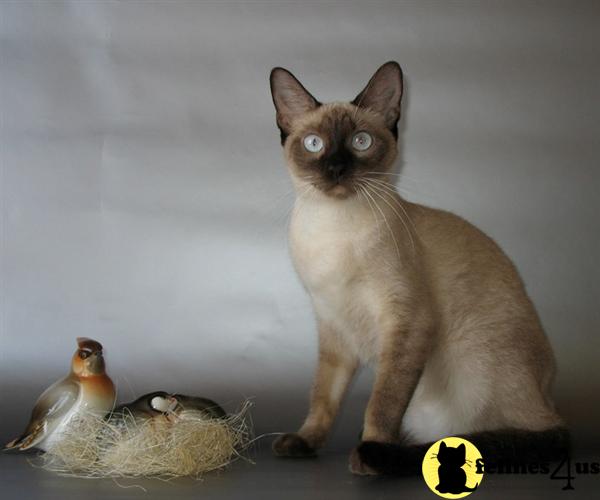 Kittens for Sale