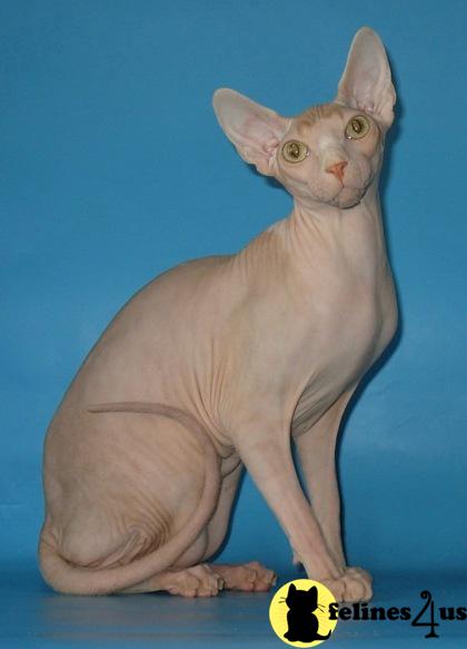 Kittens for Sale