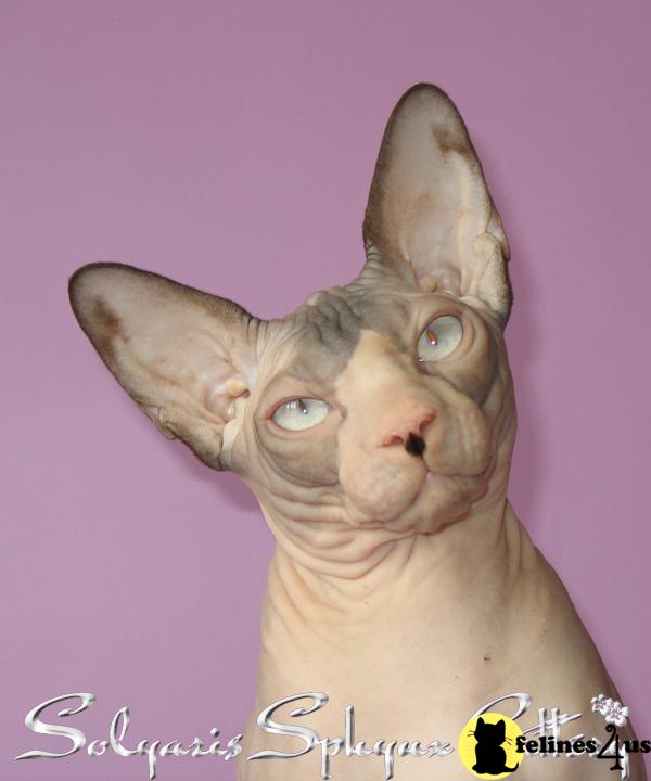 Sphynx Kittens