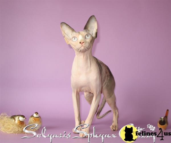 Cats for Sale