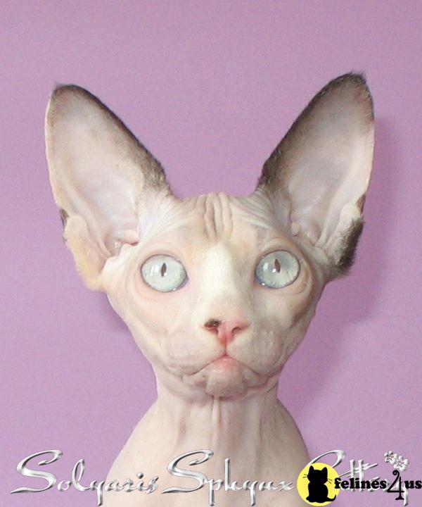 Sphynx Kittens