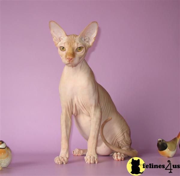 Sphynx Kittens