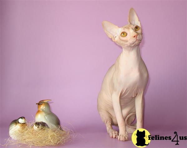 Sphynx Kittens