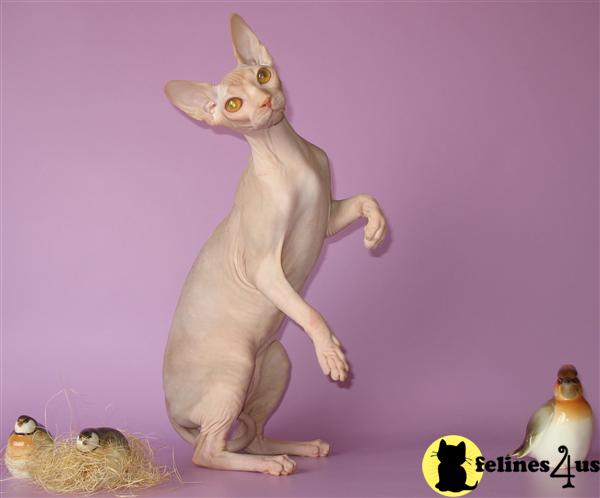 Cats for Sale