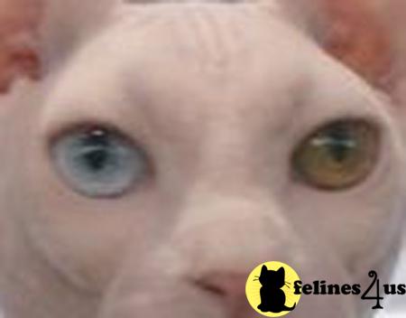 Sphynx Kittens