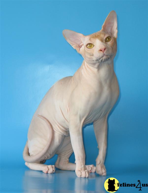 Cats for Sale