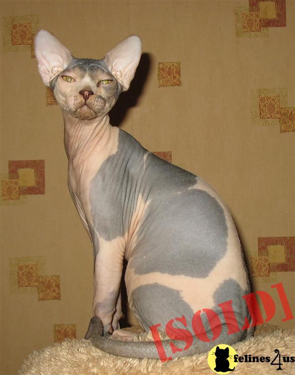 BOY - Canadian Sphynx Cattery Solyaris
