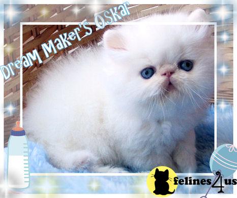 Himalayan Kittens