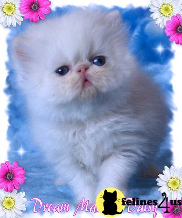 Gorgeous New Litter at Dream Maker Kittens.. All White Persians Available