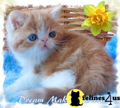 Kittens for Sale in Mississippi