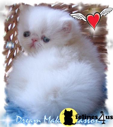Kittens for Sale in Mississippi