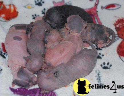 Kittens for Sale in Georgia