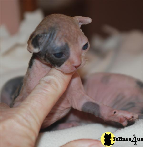Skinzin Sphynx Cattery