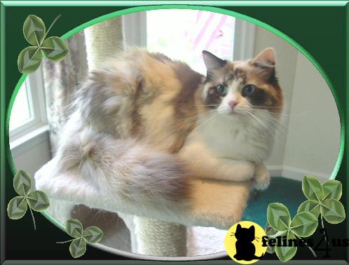 Kittens for Sale in Maryland