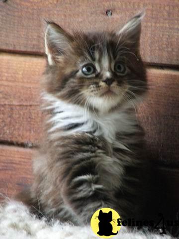 Maine Coon Kittens
