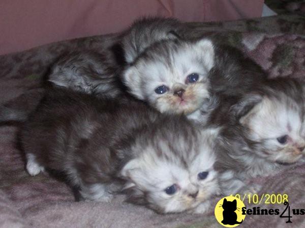 Kittens for Sale in Illinois
