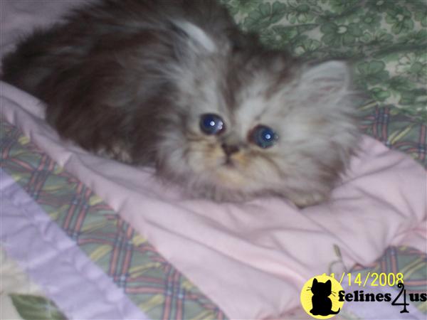 Beautiful Shaded Silvers and Silver Tabbies