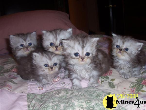 Kittens for Sale in Illinois