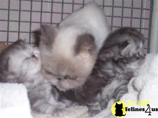 Persian Kittens