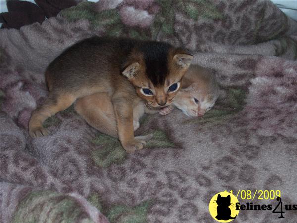 Abyssinian Kittens in Illinois