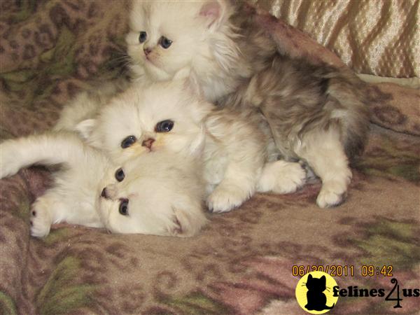 Persian Kittens