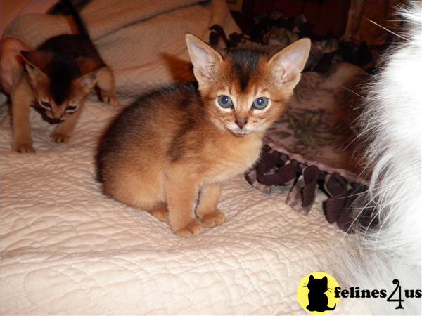 Abyssinian Kittens