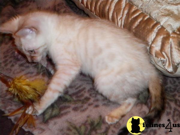Bengal Kittens in Illinois