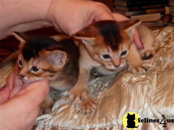 Abyssinian Kittens