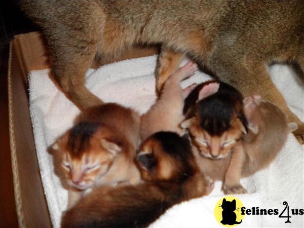 Abyssinian Kittens