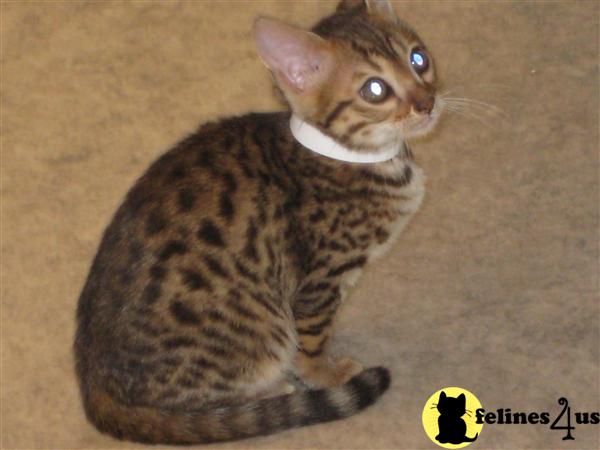 Bengal Kittens