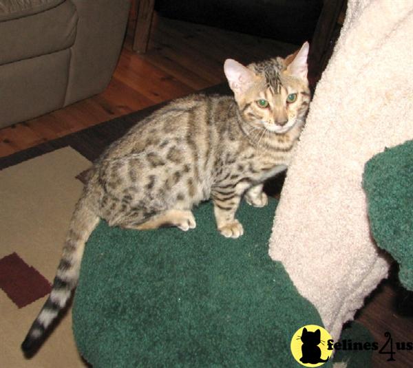 Bengal Kittens in California