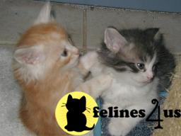 MN USA, Siberian Kittens