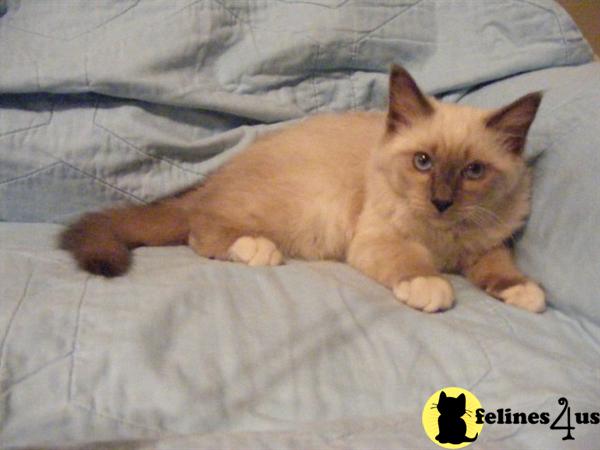Blue Point Kitten Available