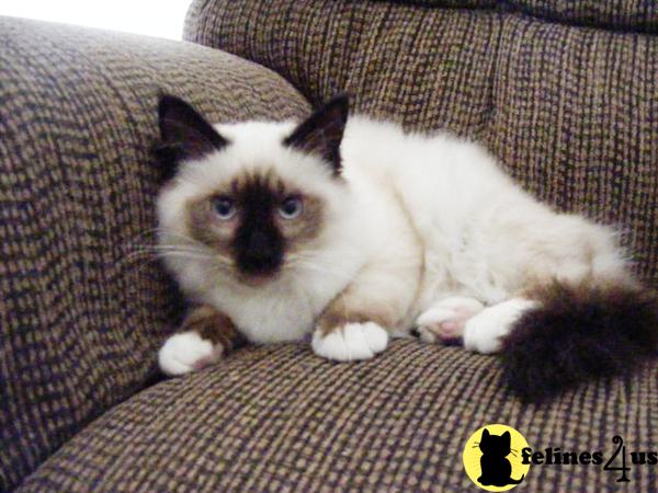 Seal Point Male Kitten Available