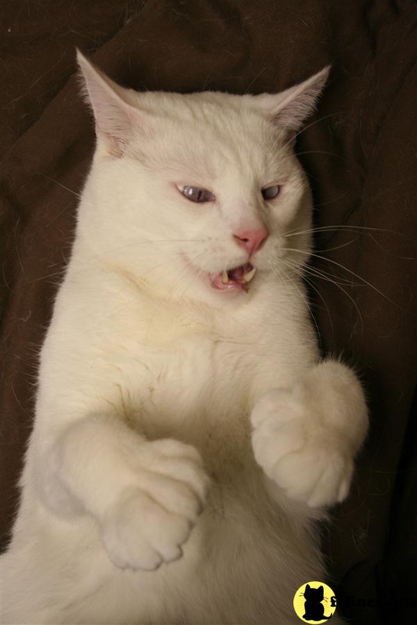 Cats for Sale