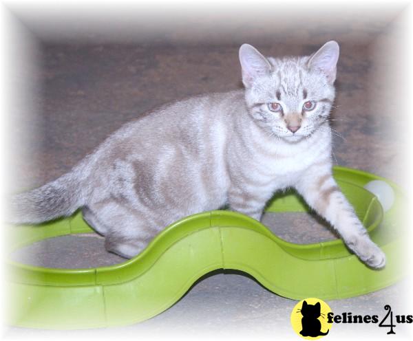 Kittens for Sale in North Carolina