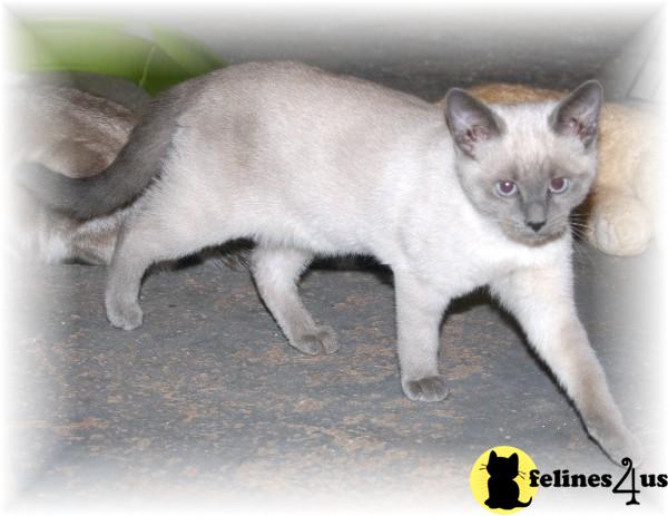 Kittens for Sale in North Carolina