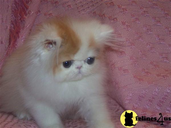 Kittens for Sale