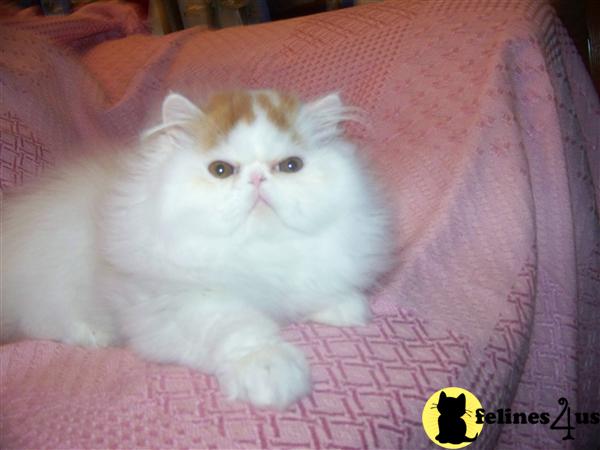 Kittens for Sale