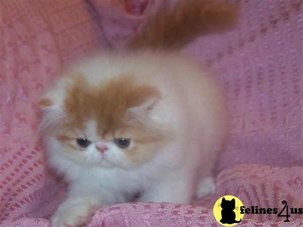 Kittens for Sale