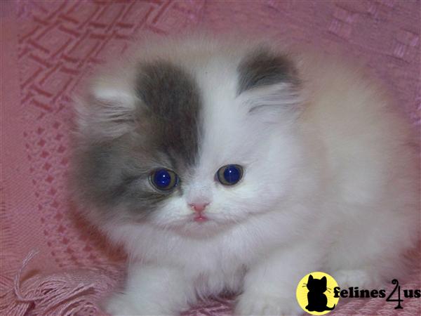 Persian Kittens